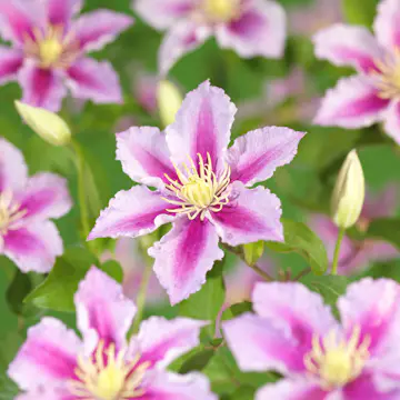 Klätterväxt Rosaröd Patens Klematis Omnia Garden 40-60 cm