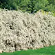 Buske Omnia Garden Bukettspirea 50-80 cm