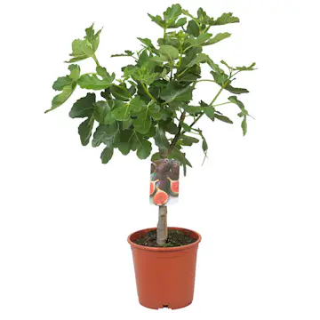 Fikonträd Bornholm Omnia Garden