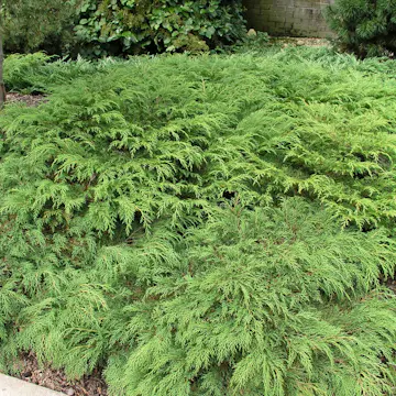 Kryptuja Omnia Garden Lågväxande