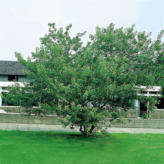 Prydnadsbuske Omnia Garden Ginnalalönn, Vit Blomning, 150-200cm