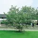 Prydnadsbuske Omnia Garden Ginnalalönn, Vit Blomning, 150-200cm