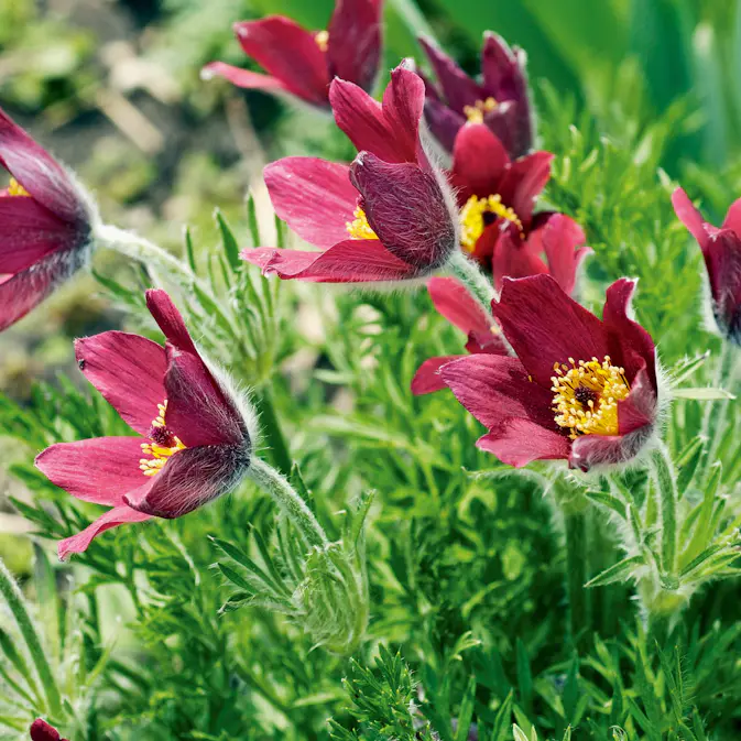 Backsippa Omnia Garden Röde Klokke