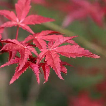 Solitär Buske Omnia Garden Prydnadsbuske Japansk Lönn Osakazuki