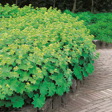 Perenn Omnia Garden Jättedaggkåpa