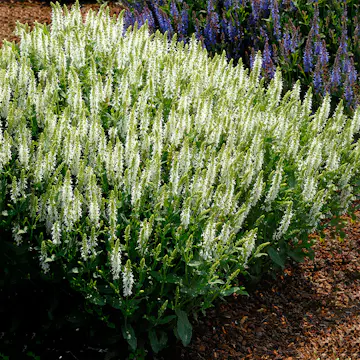 Perenn Omnia Garden Stäppsalvia Schneehügel