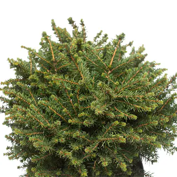 Serbisk Dvärggran Omnia Garden Karel