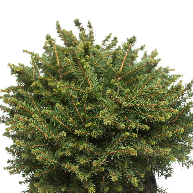 Serbisk Dvärggran Omnia Garden Karel