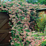 Klätterväxt Vildkaprifol Omnia Garden Lonicera Periclymenum "Serotina" 40-60 cm