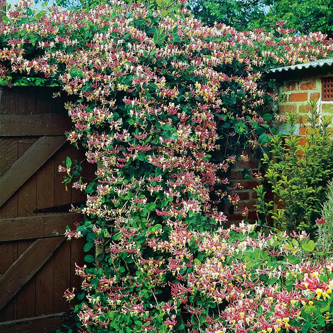 Klätterväxt Vildkaprifol Omnia Garden Lonicera Periclymenum "Serotina" 40-60 cm