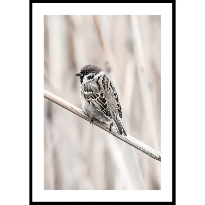 Poster Gallerix Tree Sparrow
