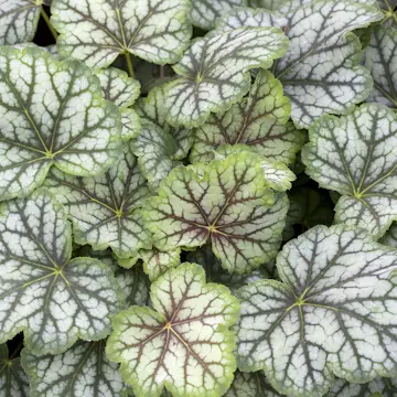 Perenn Omnia Garden Alunrot Green Spice