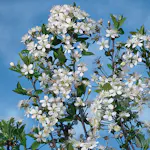 Prydnadsträd Omnia Garden Prydnadsträd Klotkörsbär 100-120 cm