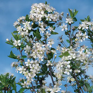 Prydnadsträd Omnia Garden Prydnadsträd Klotkörsbär 100-120 cm