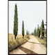 Poster Gallerix Tuscan Cypress Lane