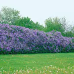 Buske Omnia Garden Syrén 50-80cm 1-2 Grenar