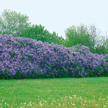 Buske Omnia Garden Syrén 50-80cm 1-2 Grenar