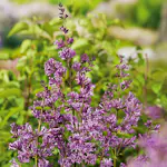 Häck Omnia Garden Ungersk Syrén "Oden E"