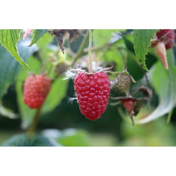 Hallon Omnia Garden Rubus Elektra E