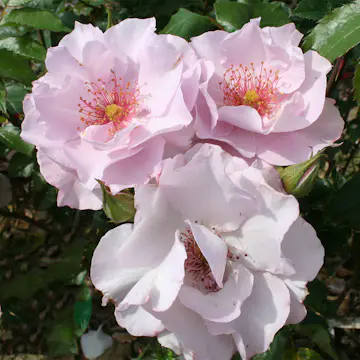 Flerblommig Rabattros Omnia Garden Odyssey