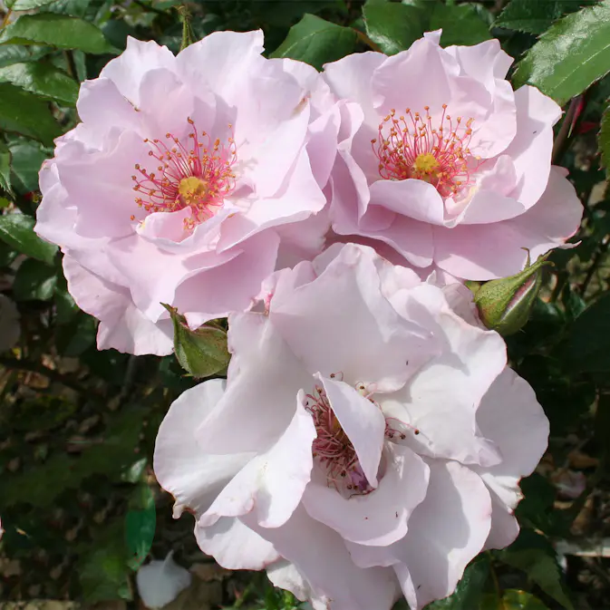 Flerblommig Rabattros Omnia Garden Odyssey