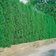 Häck Omnia Garden Tuja 100-125 cm