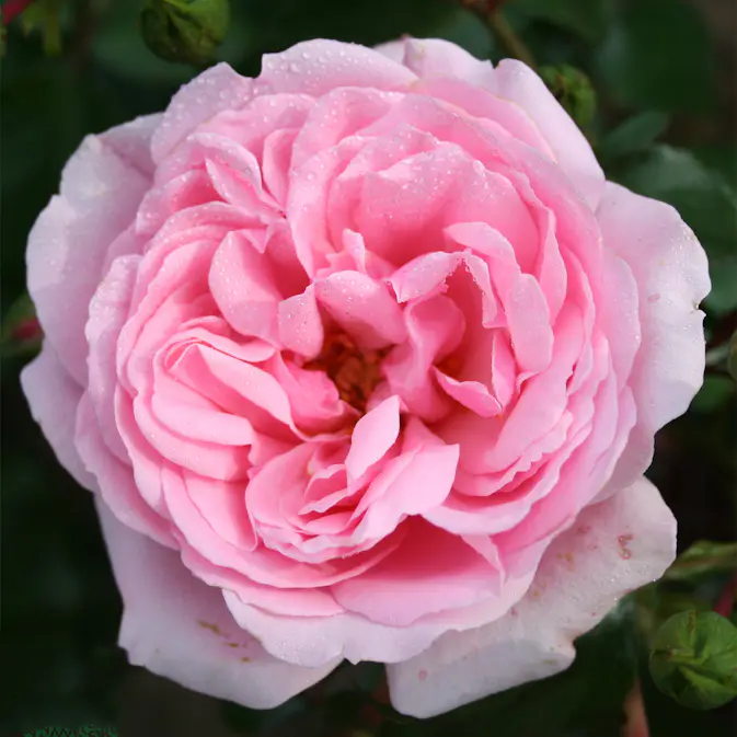 Flerblommig Rabattros Omnia Garden Home & Garden