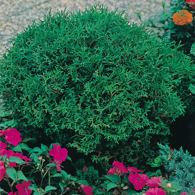 Dvärgtuja Omnia Garden Tiny Tim 25-30 cm