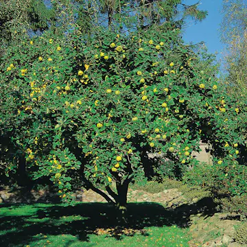 Prydnadsträd Kvitten Vranja Omnia Garden 100-120 cm