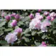 Rhododendron Omnia Garden Schneekrone 25-30 cm