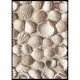 Poster Gallerix Coastal Seashell Medley