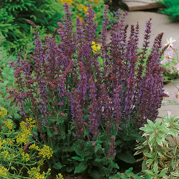 Stäppsalvia Omnia Garden Ostfriesland