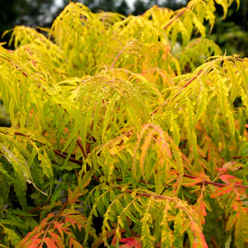 Prydnadsbuske Omnia Garden Rönnsumak Tiger Eyes