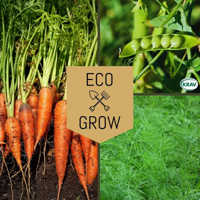 Grönsaksfröer Eco Grow Svenska Klassiker Kit 3-pack