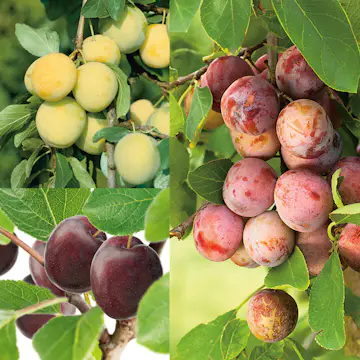 Plommonträd Omnia Garden