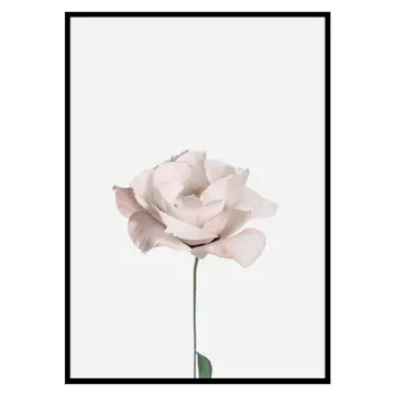 Poster Gallerix Pink Rose No2