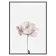 Poster Gallerix Pink Rose No2