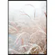 Poster Gallerix Frosted Pampas Grass