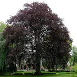 Prydnadsträd BlodBok Omnia Garden 125-150 cm Fagus Sylvatica Riversii