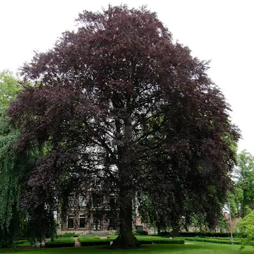Prydnadsträd BlodBok Omnia Garden 125-150 cm Fagus Sylvatica Riversii
