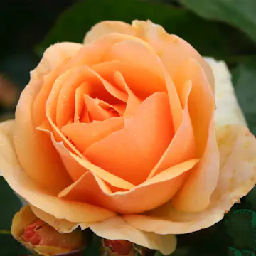 Flerblommig Rabattros Omnia Garden Hansestadt Rostock