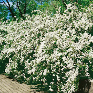 Buske Omnia Garden Bukettspirea 30-50cm Krukodlade