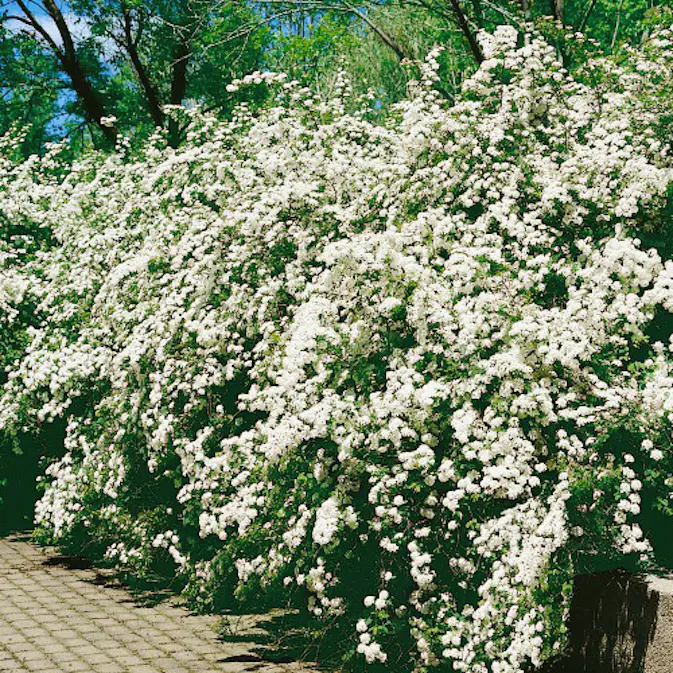 Buske Omnia Garden Bukettspirea 30-50cm Krukodlade
