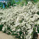 Buske Omnia Garden Bukettspirea 30-50cm Krukodlade