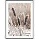 Poster Gallerix Frozen Reeds