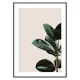 Poster Gallerix Rubber Plant Natural