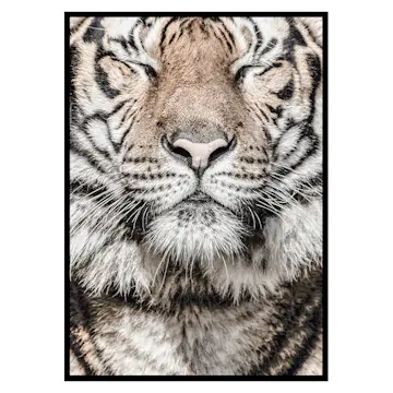 Poster Gallerix Tiger