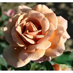 Rosor Omnia Garden Koko Loko