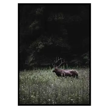 Poster Gallerix Deer in Nature