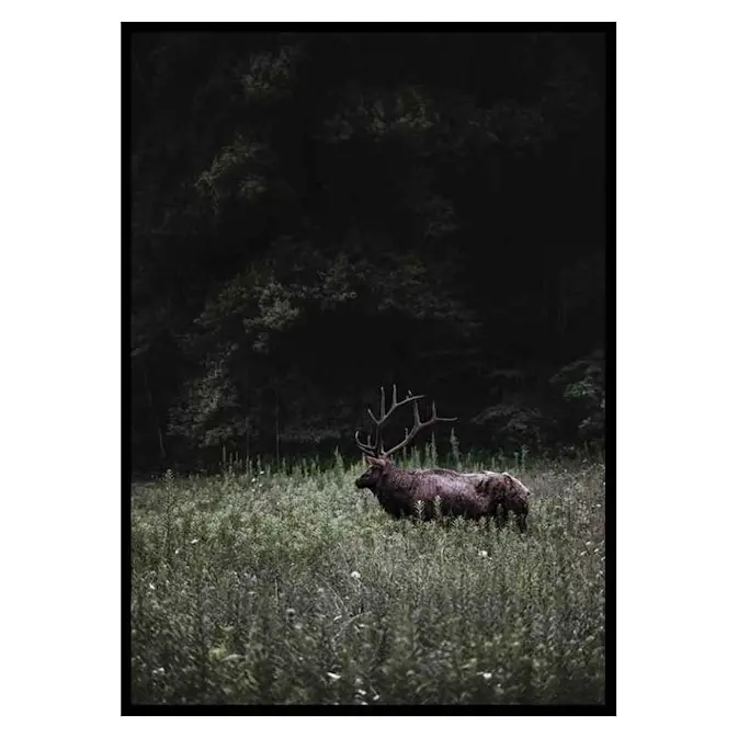 Poster Gallerix Deer in Nature